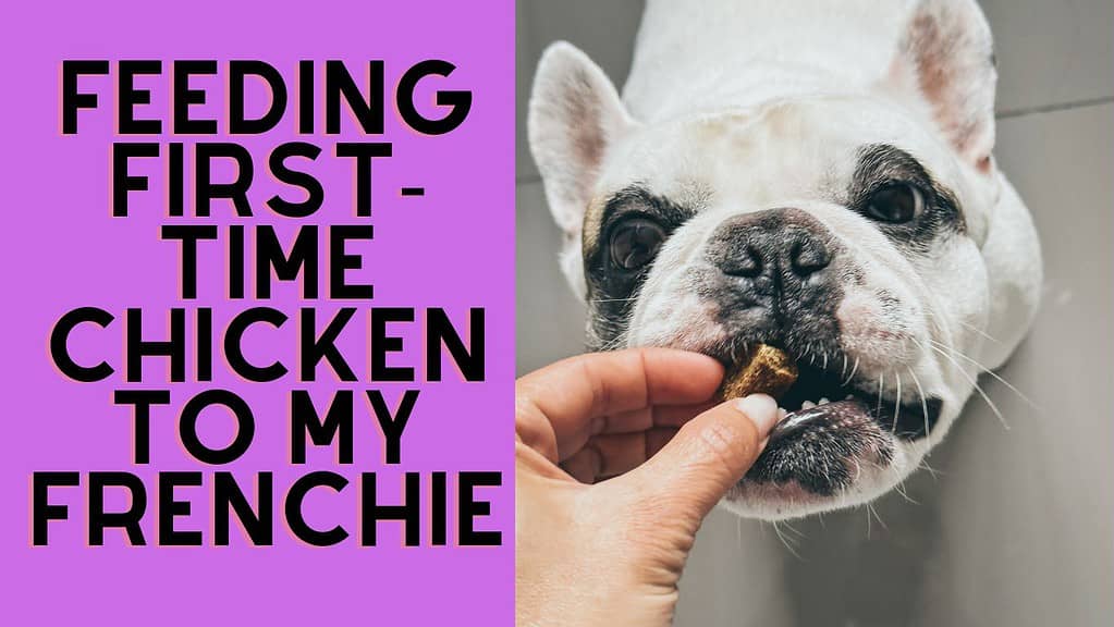 Can French Bulldog Eat Chicken