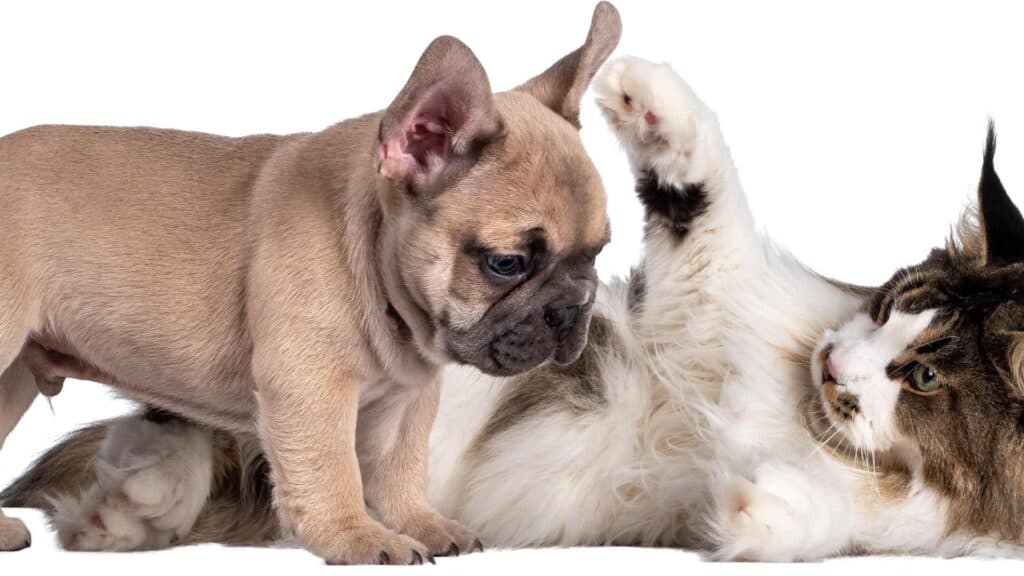 Are French Bulldogs Good With Cats