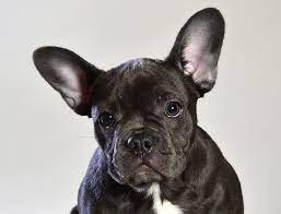 Ultimate Guide For Raising A French Bulldog