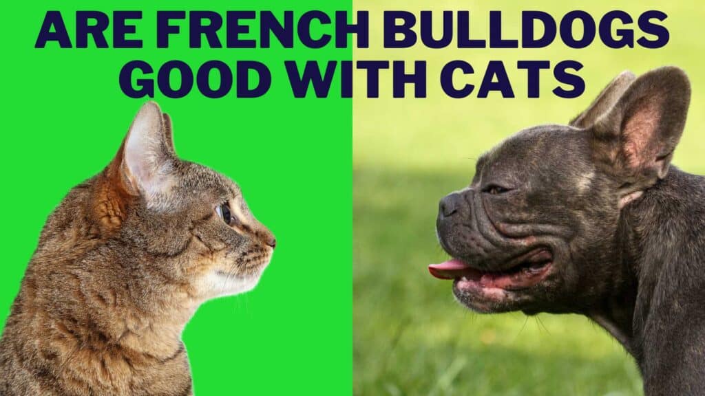 Are French Bulldog Good With Cats