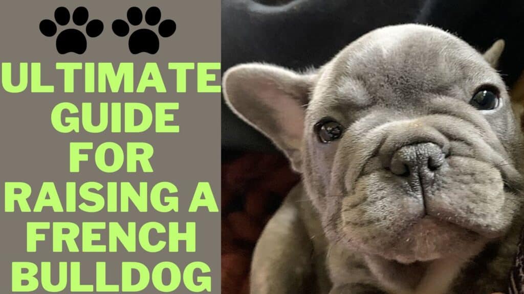 Ultimate Guide For Raising A French Bulldog