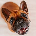 Best Food For French Bulldog With Sensitive Stomach