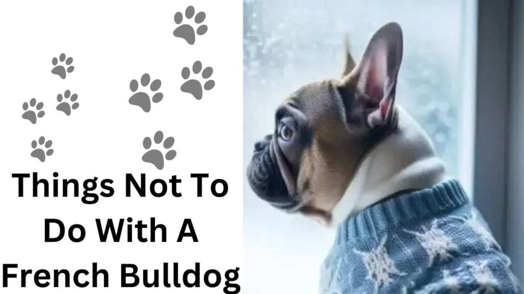 Things Not To Do With A French Bulldog